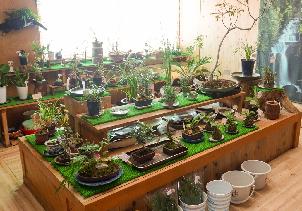 盆栽コーナー