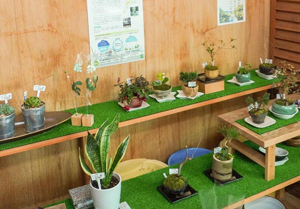 実生栽コーナー